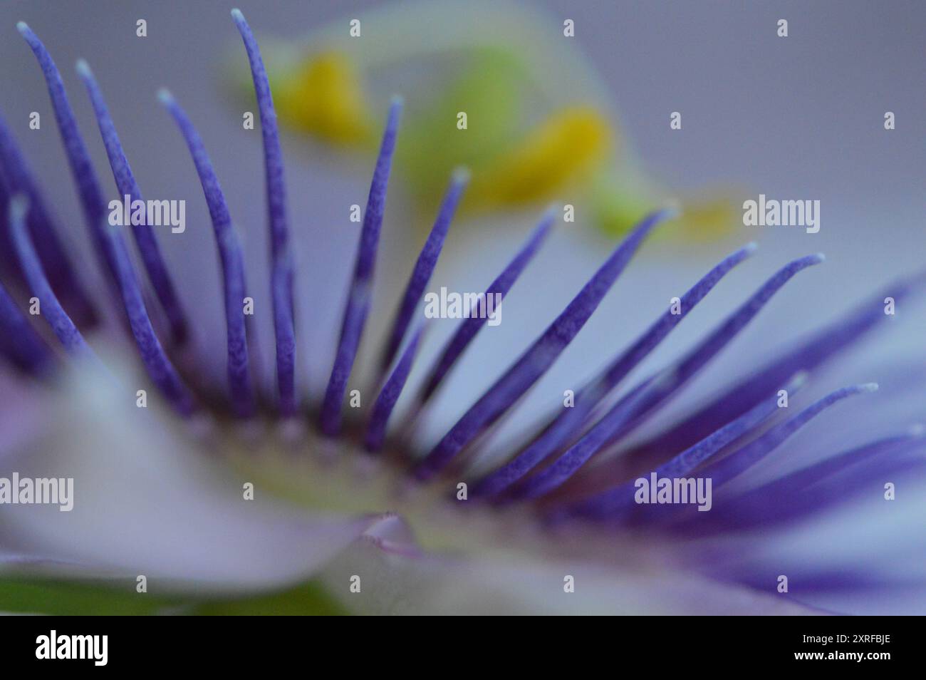 Fotografía macro de distintas flores Stock Photo