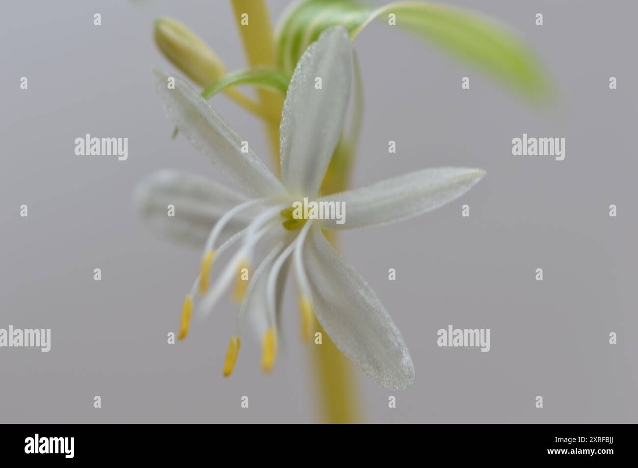 Fotografía macro de distintas flores Stock Photo