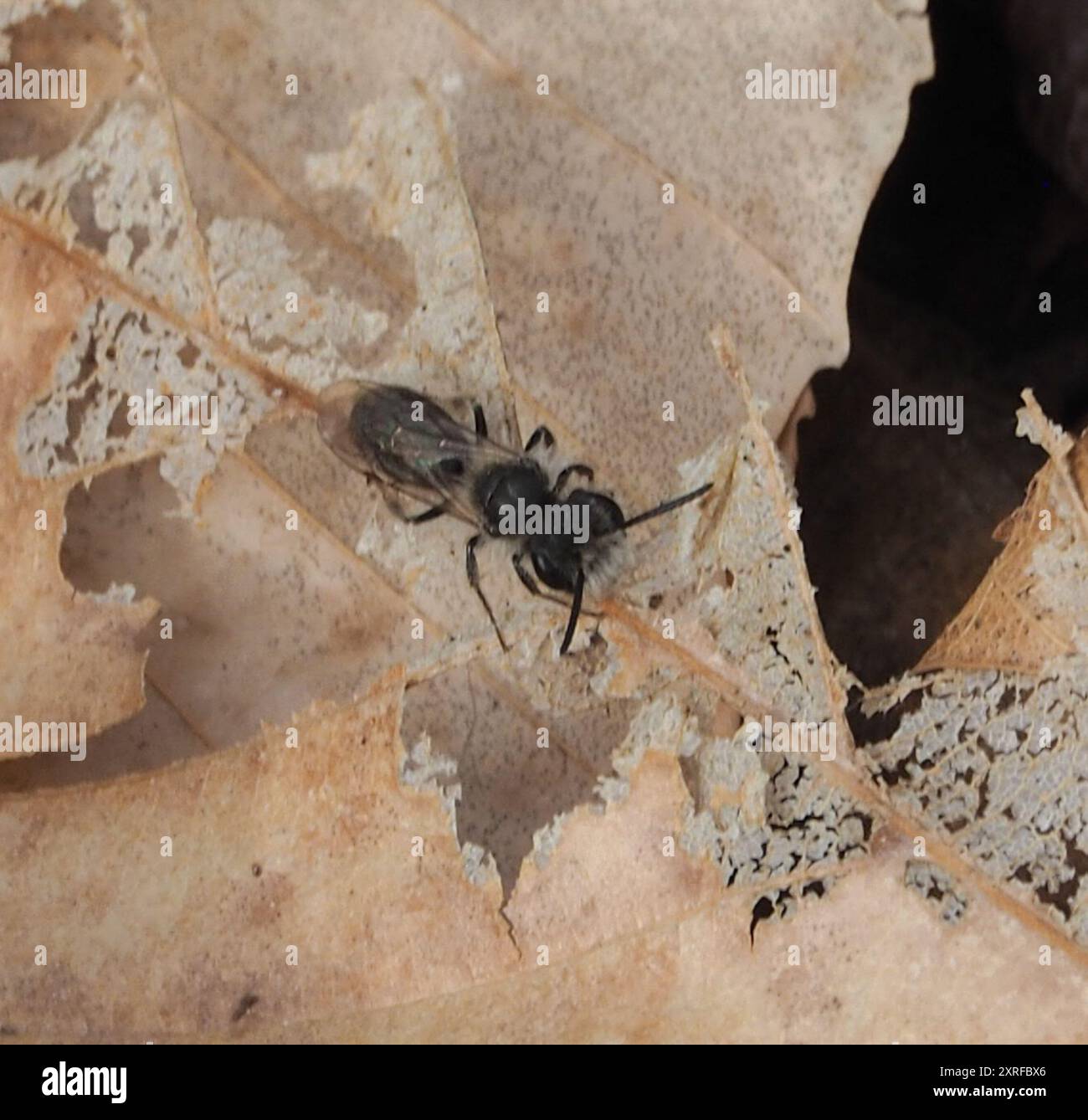 Mining Bees (Andrena) Insecta Stock Photo - Alamy
