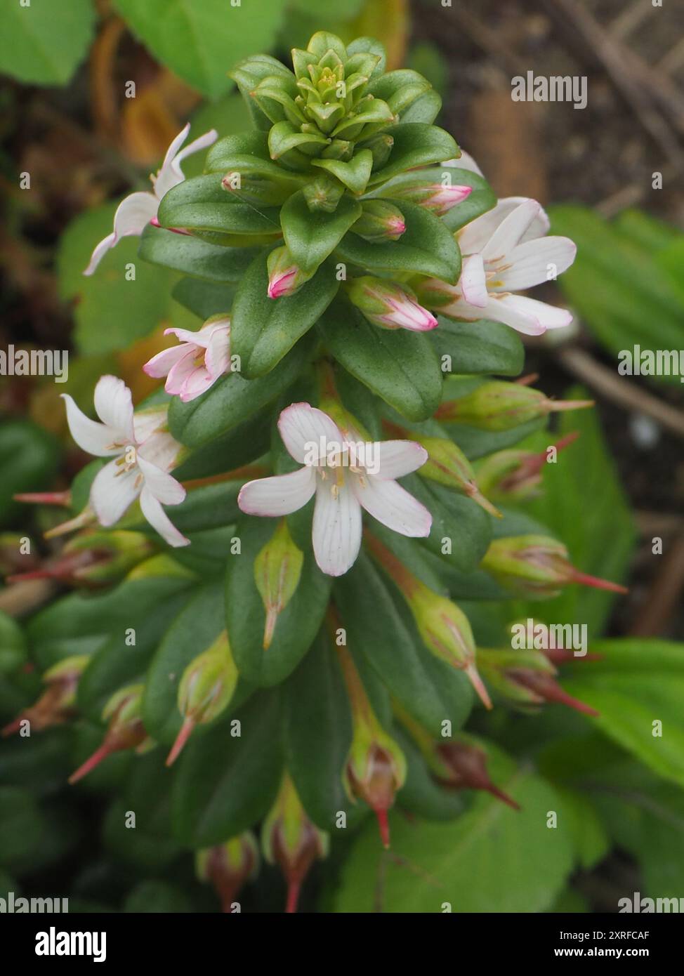 spoonleaf yellow loosestrife (Lysimachia mauritiana) Plantae Stock ...