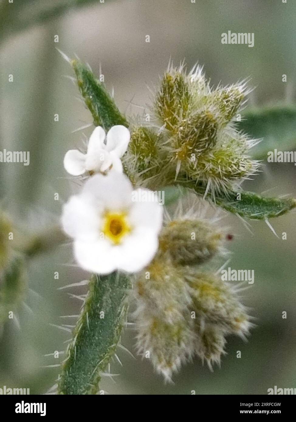 Guadalupe cryptantha (Cryptantha maritima) Plantae Stock Photo - Alamy