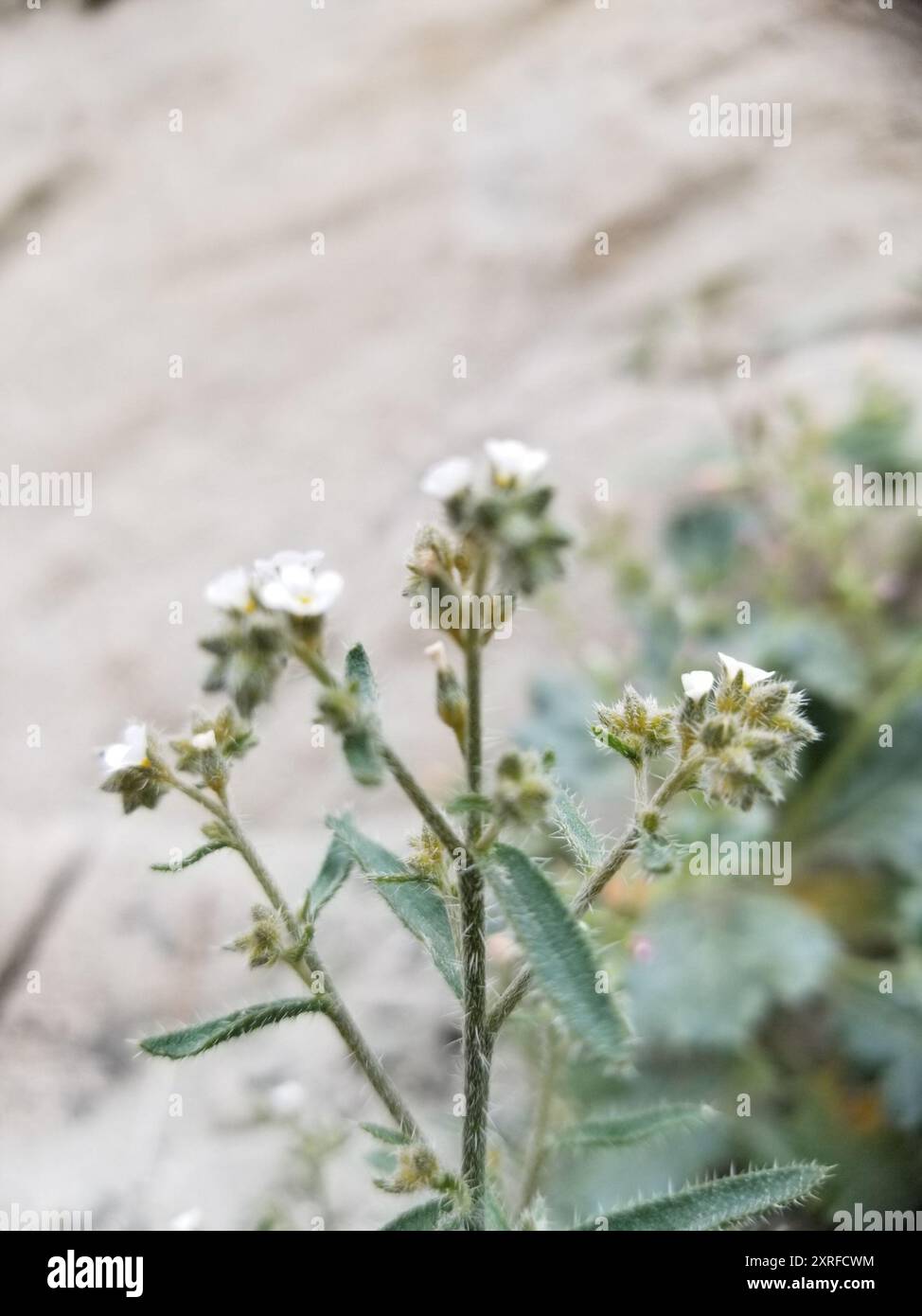 Guadalupe cryptantha (Cryptantha maritima) Plantae Stock Photo - Alamy