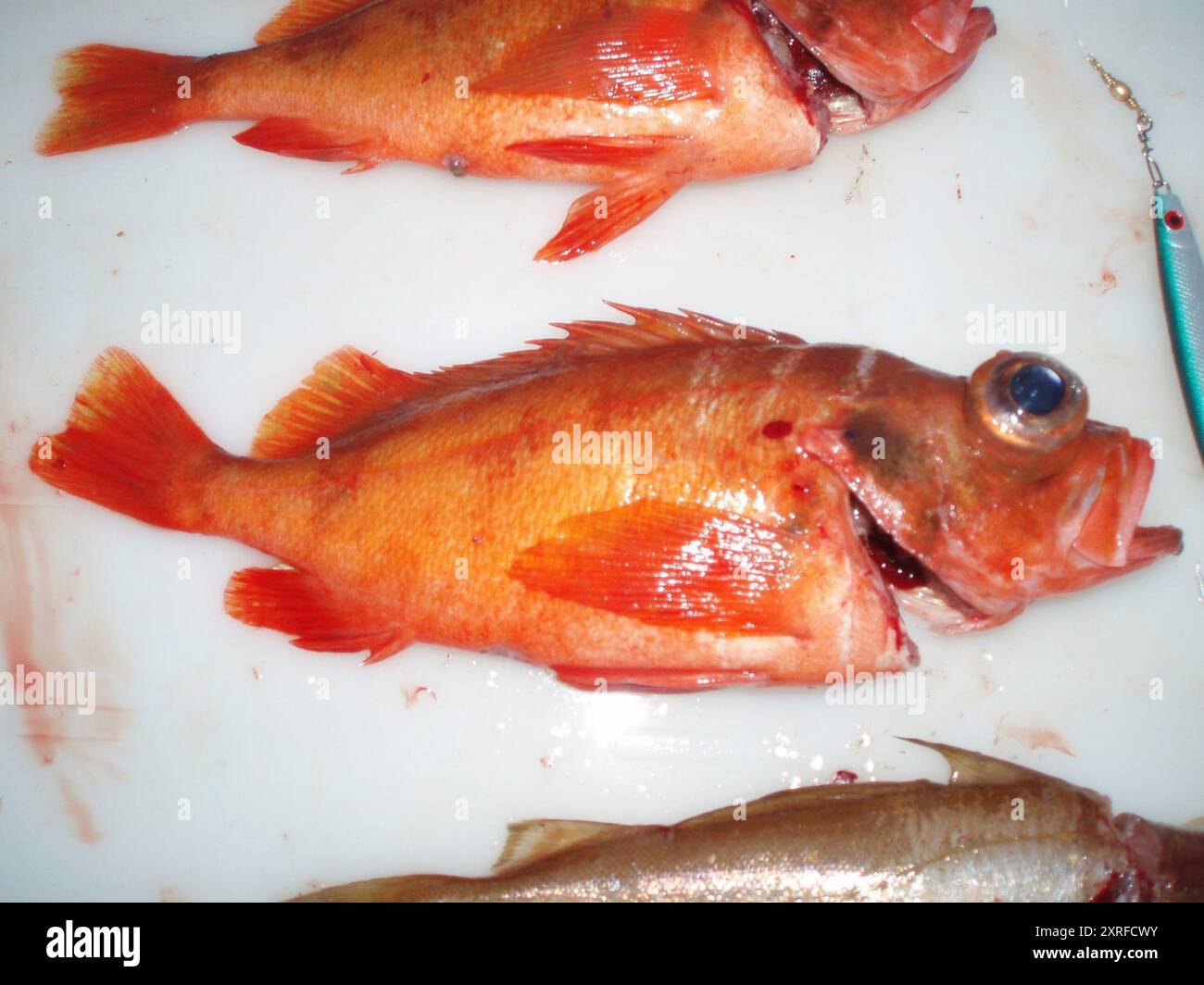 Rockfishes (Sebastes) Actinopterygii Stock Photo - Alamy