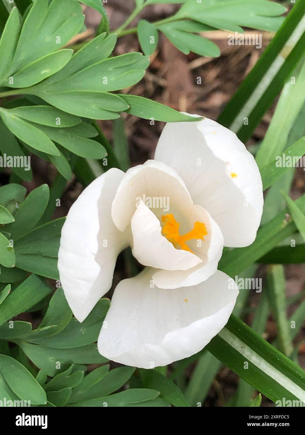 Section Crocus (Crocus) Plantae Stock Photo - Alamy