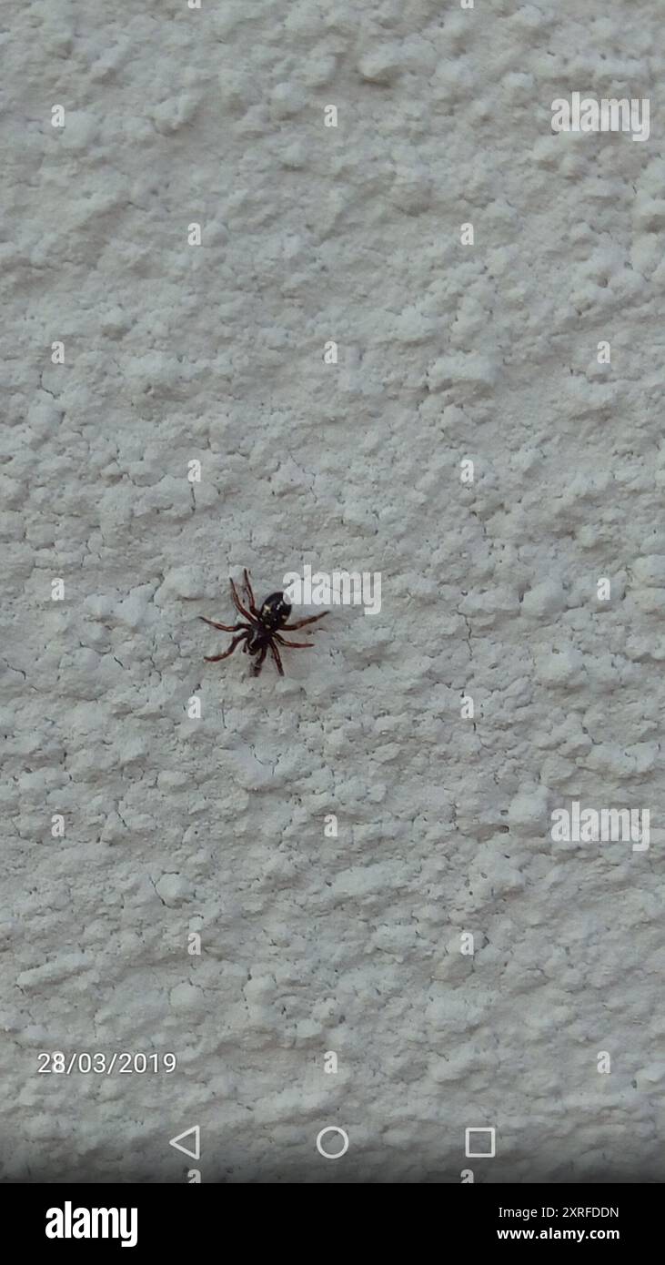 Asagena spider hi-res stock photography and images - Alamy