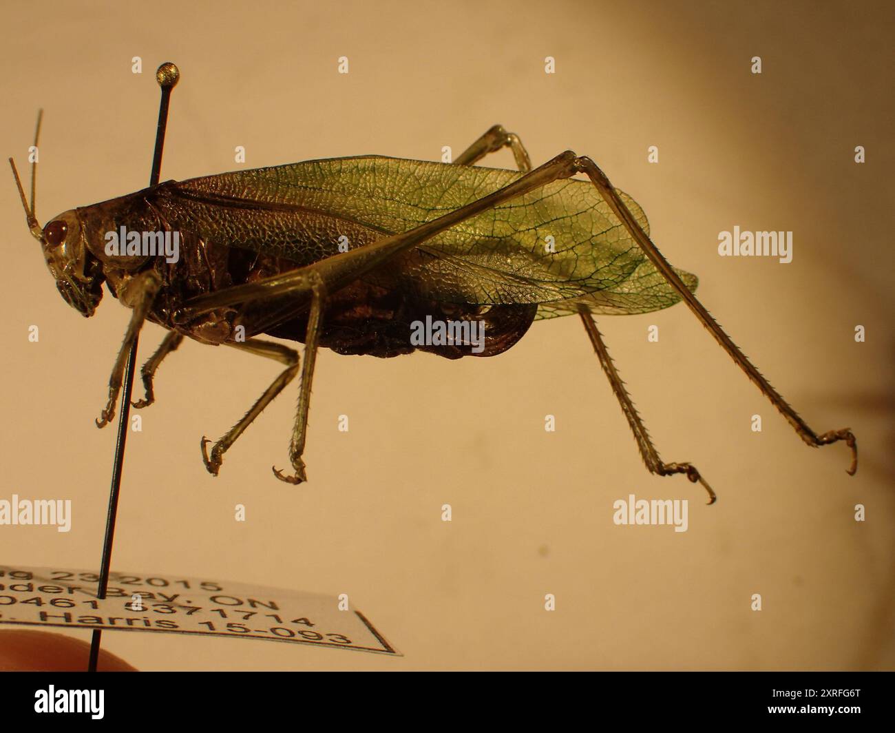 Broad-winged Bush Katydid (Scudderia pistillata) Insecta Stock Photo ...