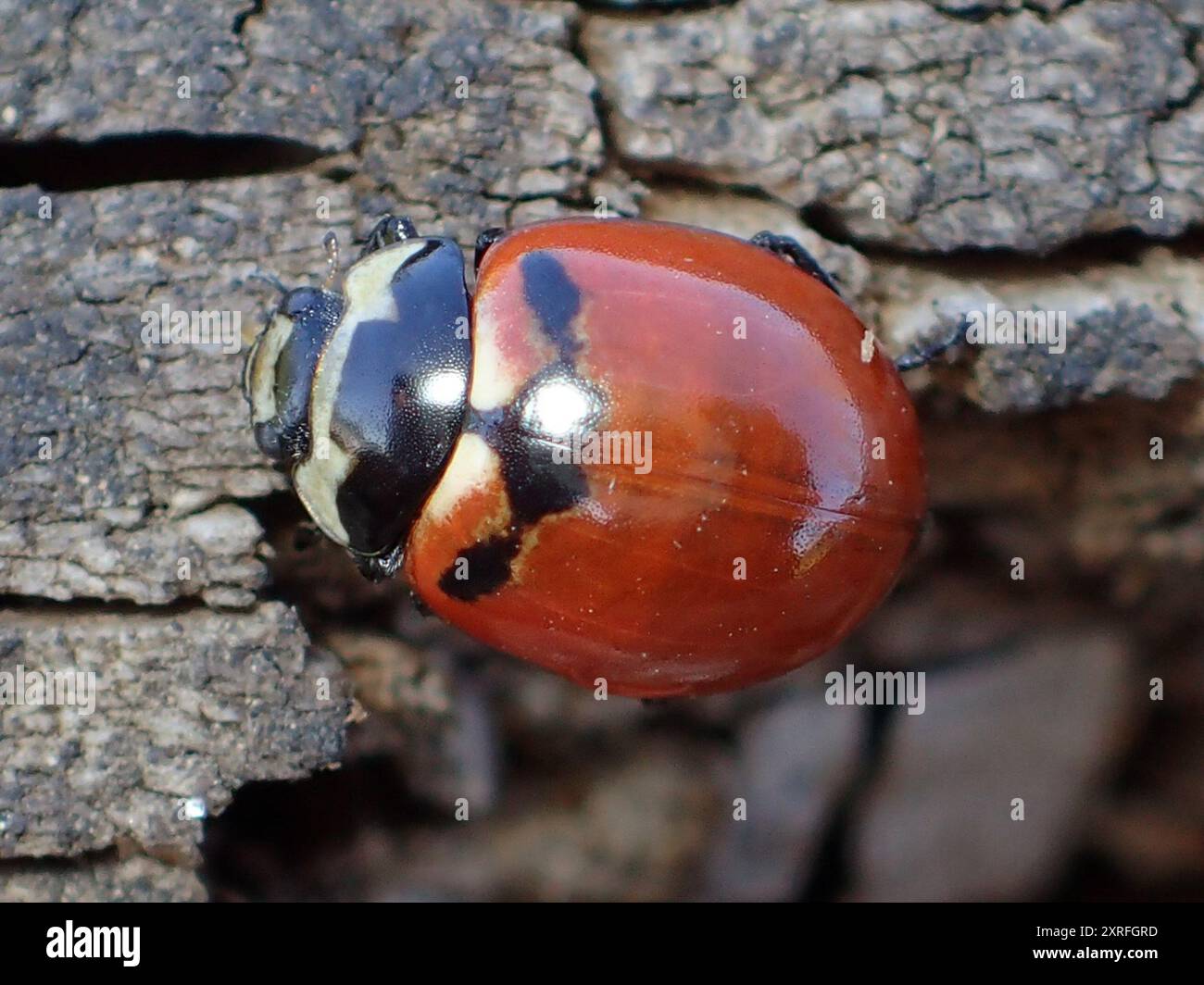 Pacific Three-banded Lady Beetle (Coccinella trifasciata subversa ...