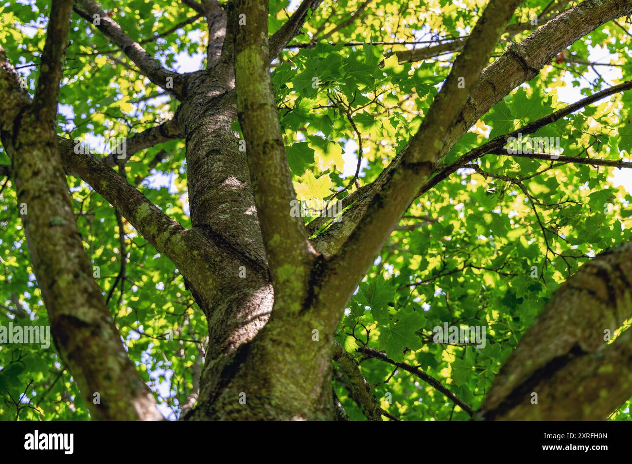 Tree trunk and branches with green leaves Stock Photo - Alamy