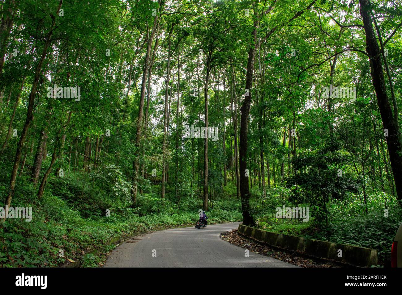 The Pitch curvy road passing through reserve forest in Kalimpong Stock Photo