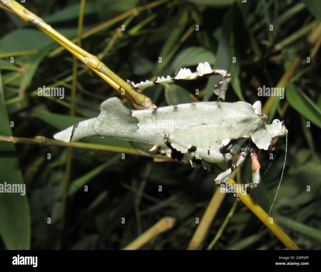 Litch Insect Lichenomorphus hi-res stock photography and images - Alamy