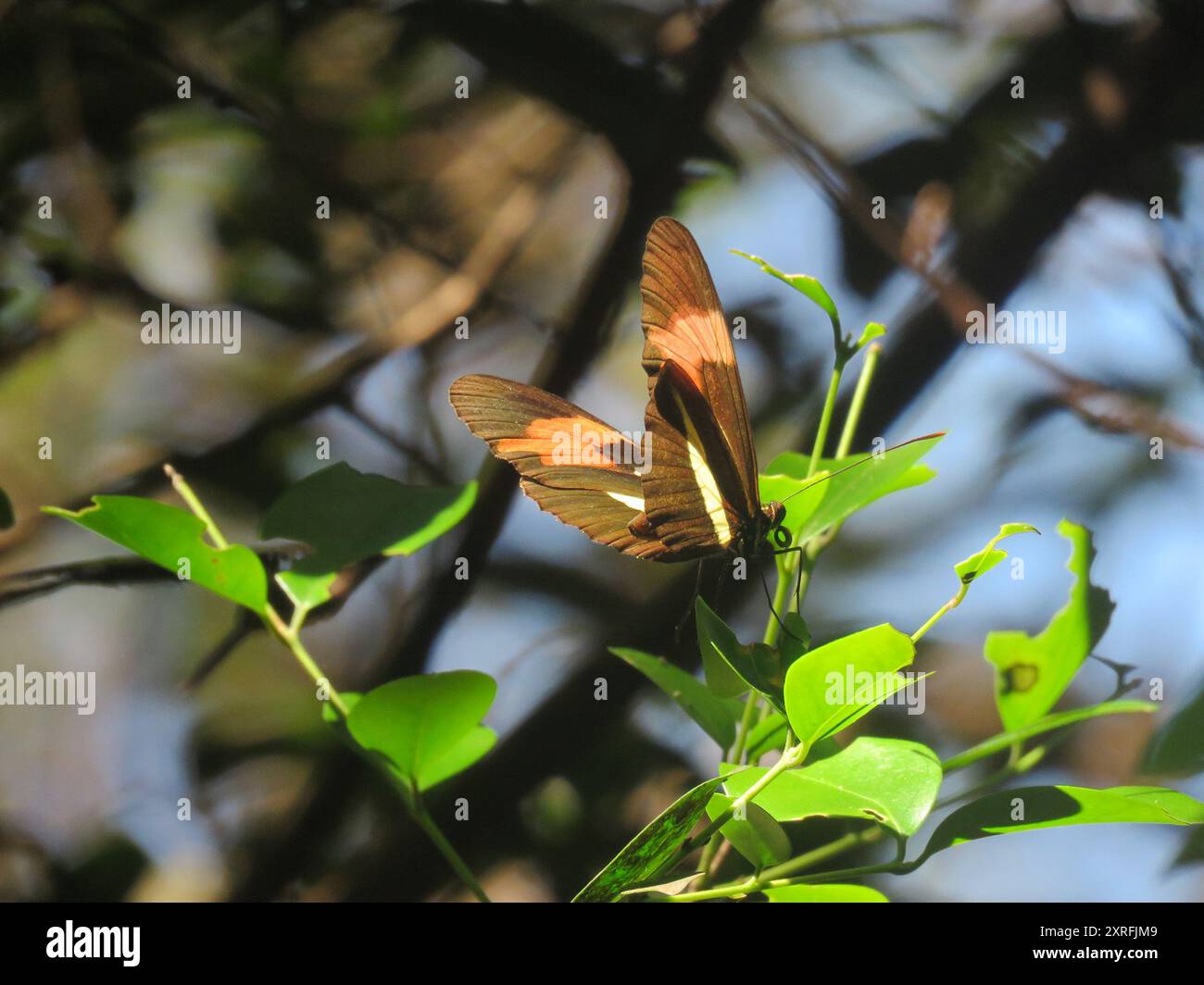 (Heliconius erato phyllis) Insecta Stock Photo - Alamy