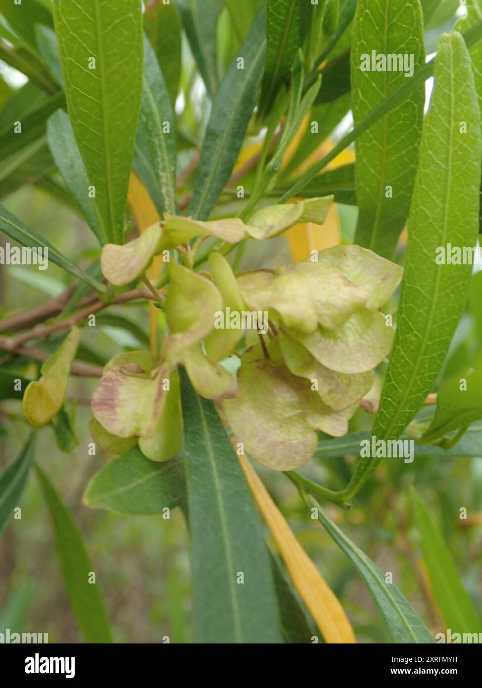 Akeake (Dodonaea viscosa) Plantae Stock Photo - Alamy