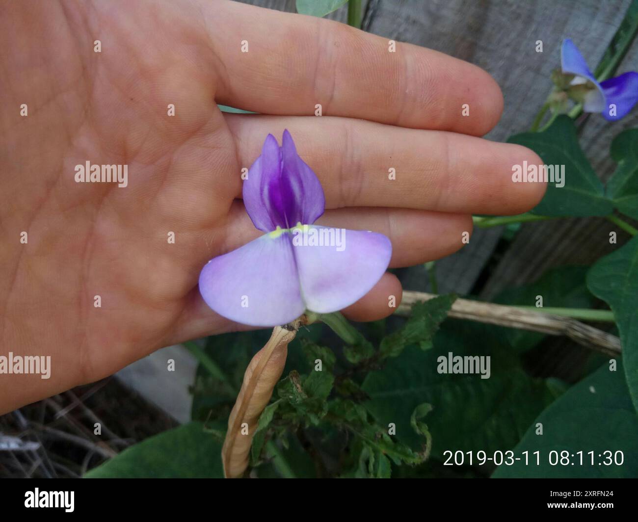 (Vigna unguiculata catjang) Plantae Stock Photo - Alamy
