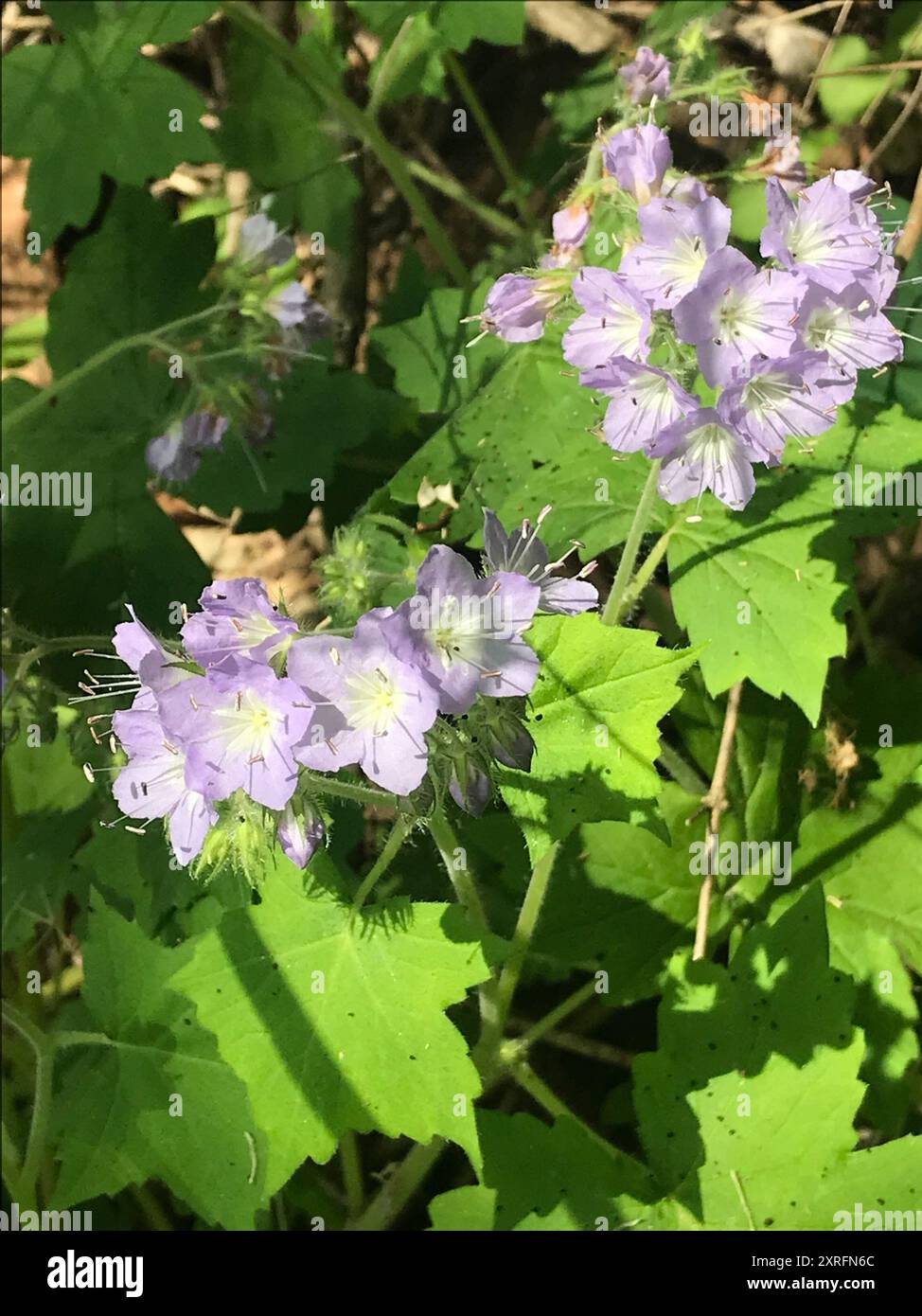 great waterleaf (Hydrophyllum appendiculatum) Plantae Stock Photo - Alamy