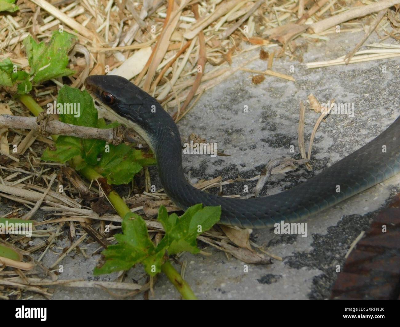 Everglades racer hi-res stock photography and images - Alamy