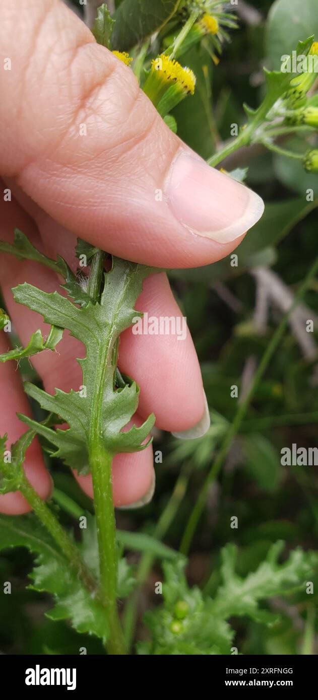 common groundsel (Senecio vulgaris) Plantae Stock Photo - Alamy