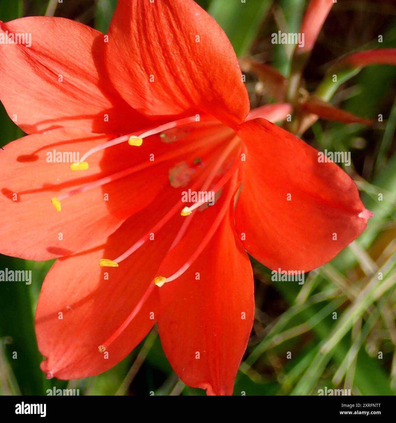 Scarborough lily (Cyrtanthus elatus) Plantae Stock Photo - Alamy