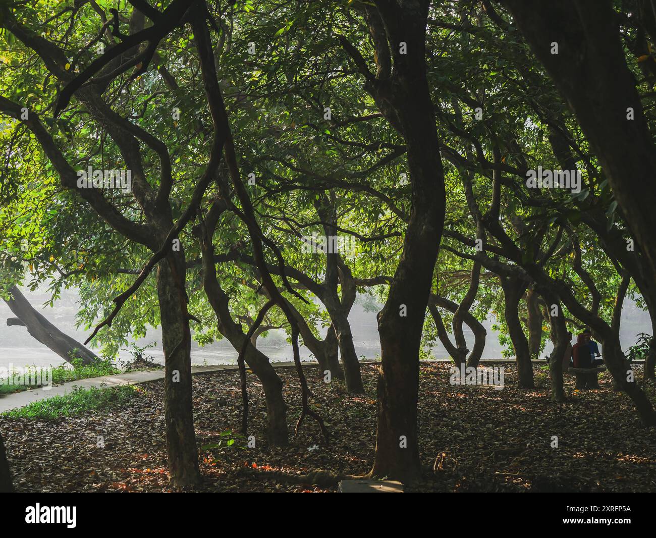 The National Botanic Garden of Bangladesh is the largest plant conservation center in Bangladesh. The garden houses about 56,000 individual trees. Stock Photo