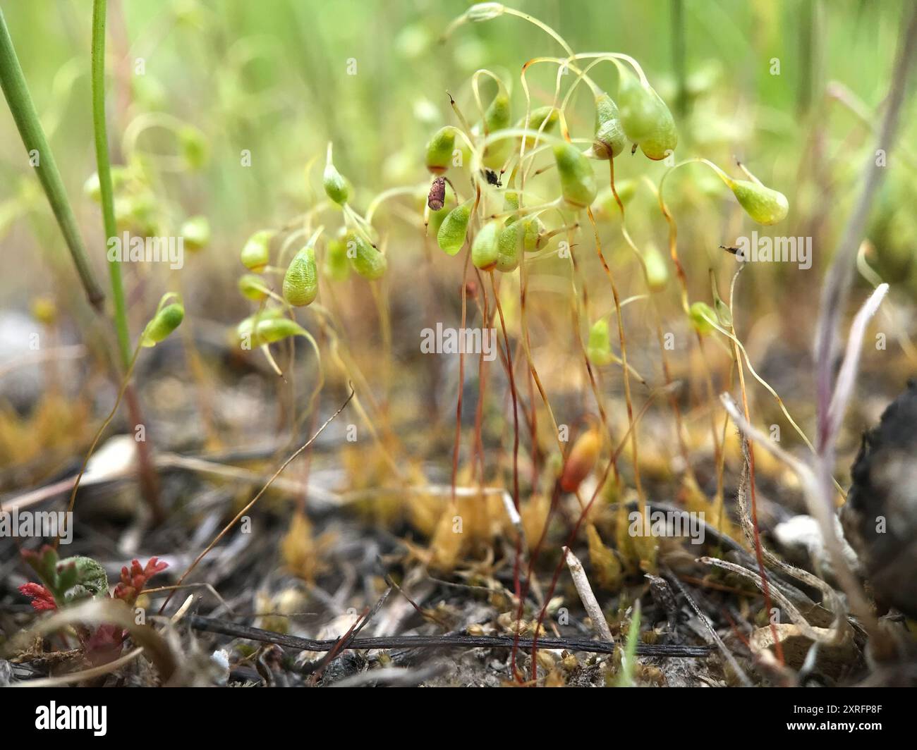 Bonfire moss (Funaria hygrometrica) Plantae Stock Photo - Alamy