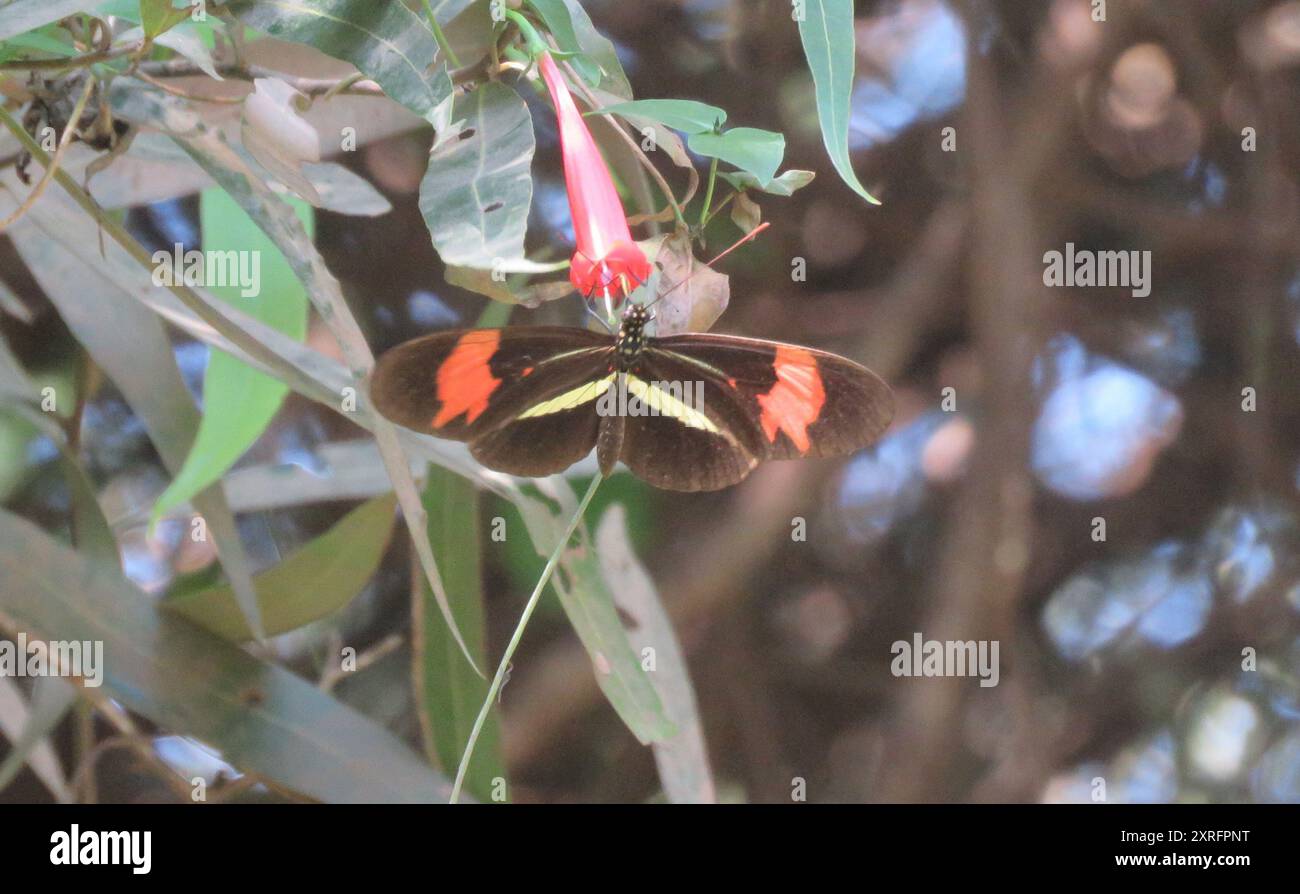 (Heliconius erato phyllis) Insecta Stock Photo - Alamy