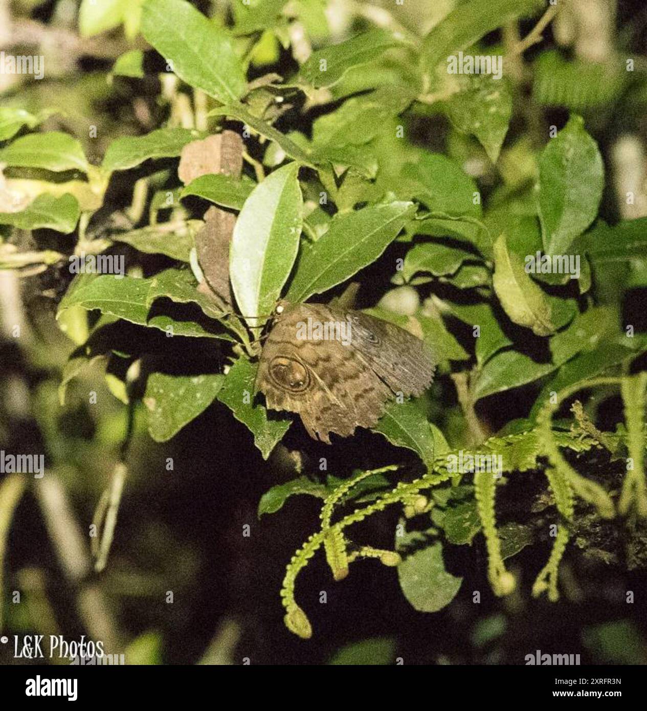 Walkers owl hi-res stock photography and images - Alamy