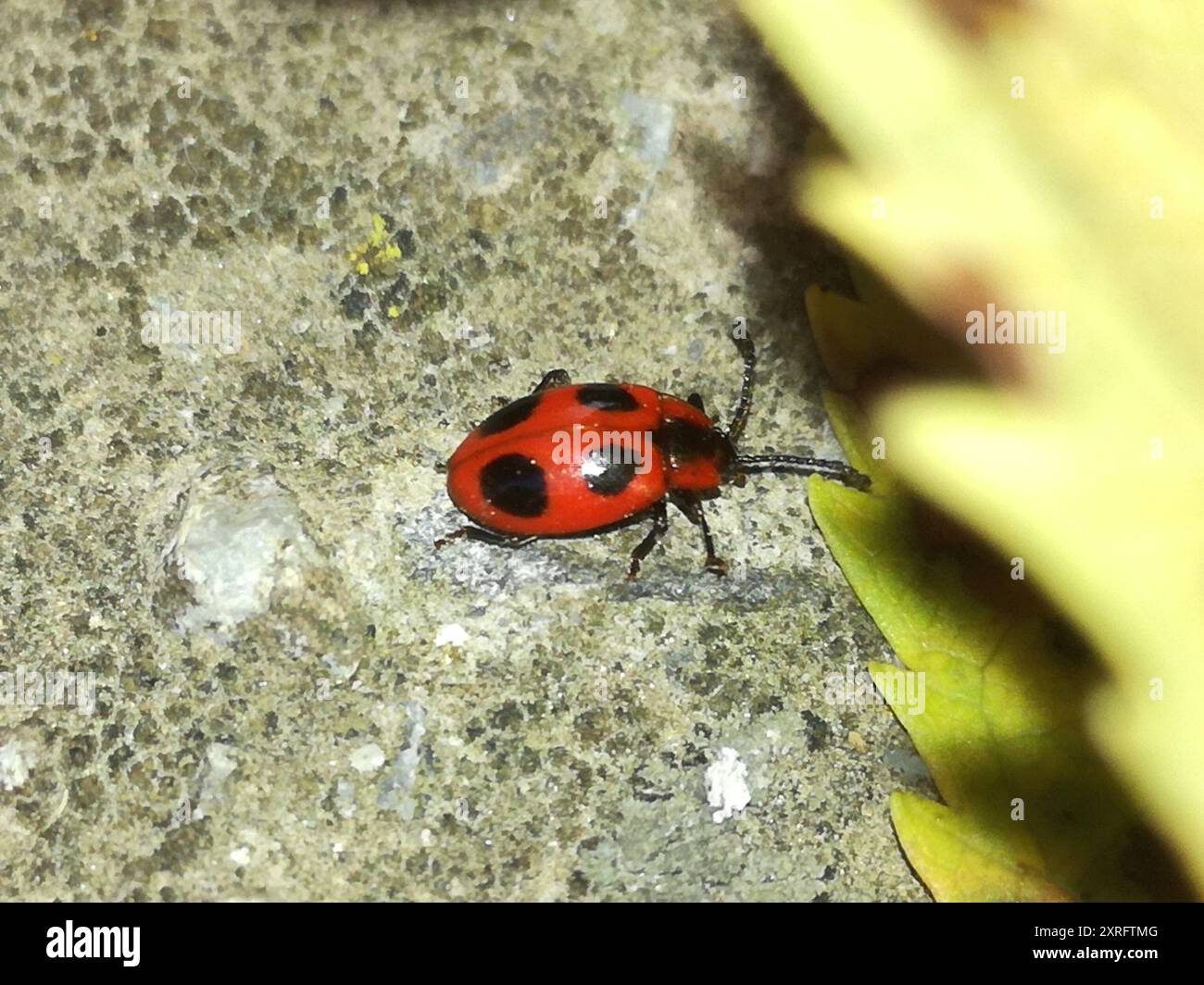 Untrue Insects False Ladybird (Endomychus coccineus) Insecta Stock Photo - Alamy