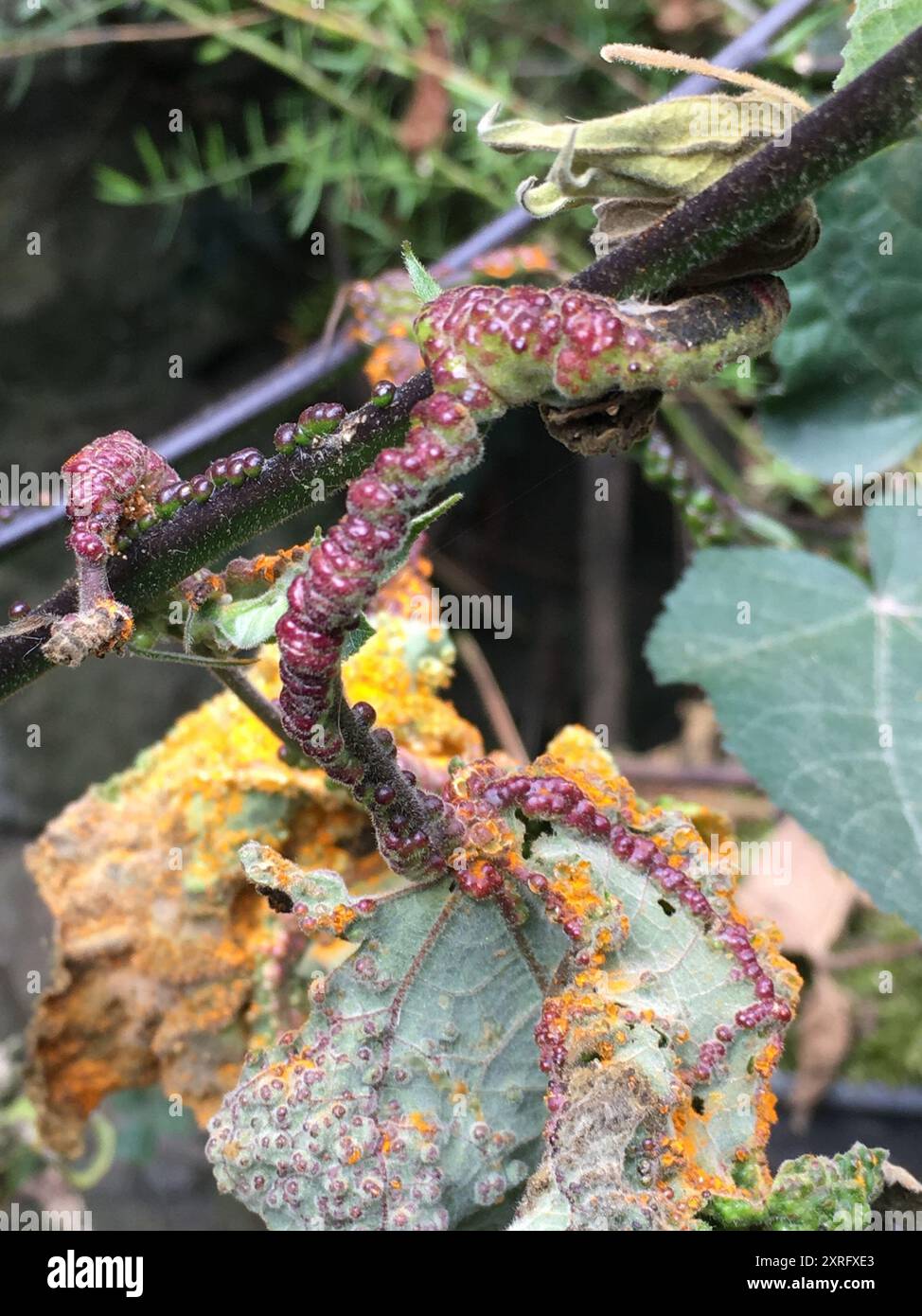 rust fungi (Pucciniales) Fungi Stock Photo - Alamy