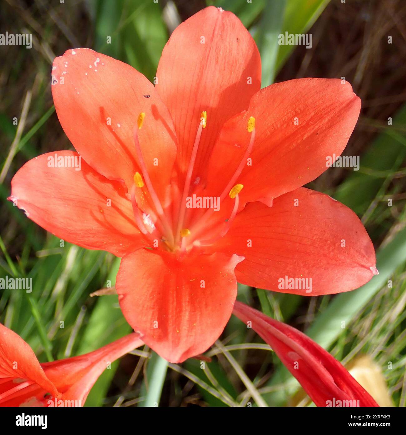 Scarborough lily (Cyrtanthus elatus) Plantae Stock Photo - Alamy