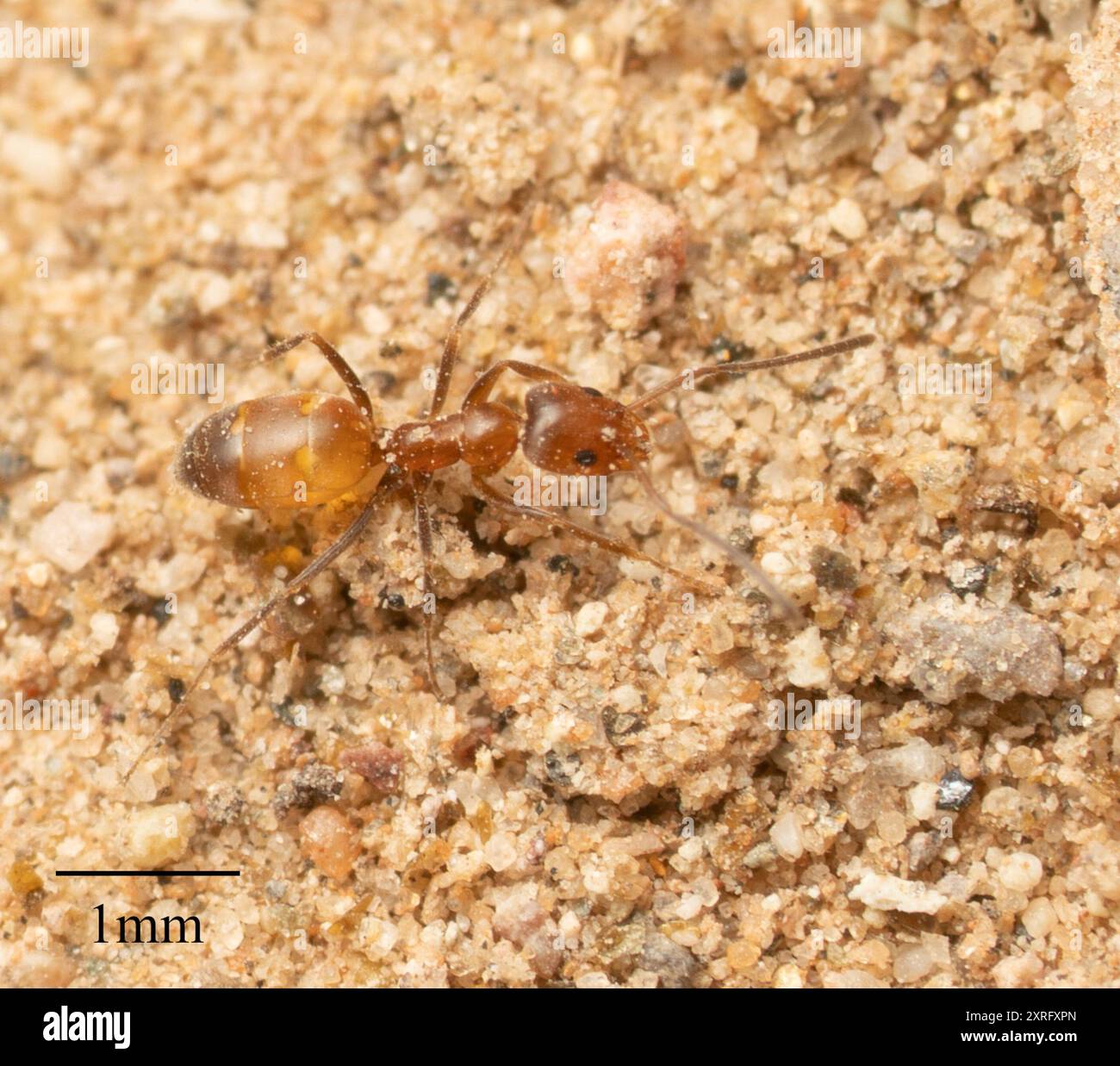 (Forelius mccooki) Insecta Stock Photo Alamy