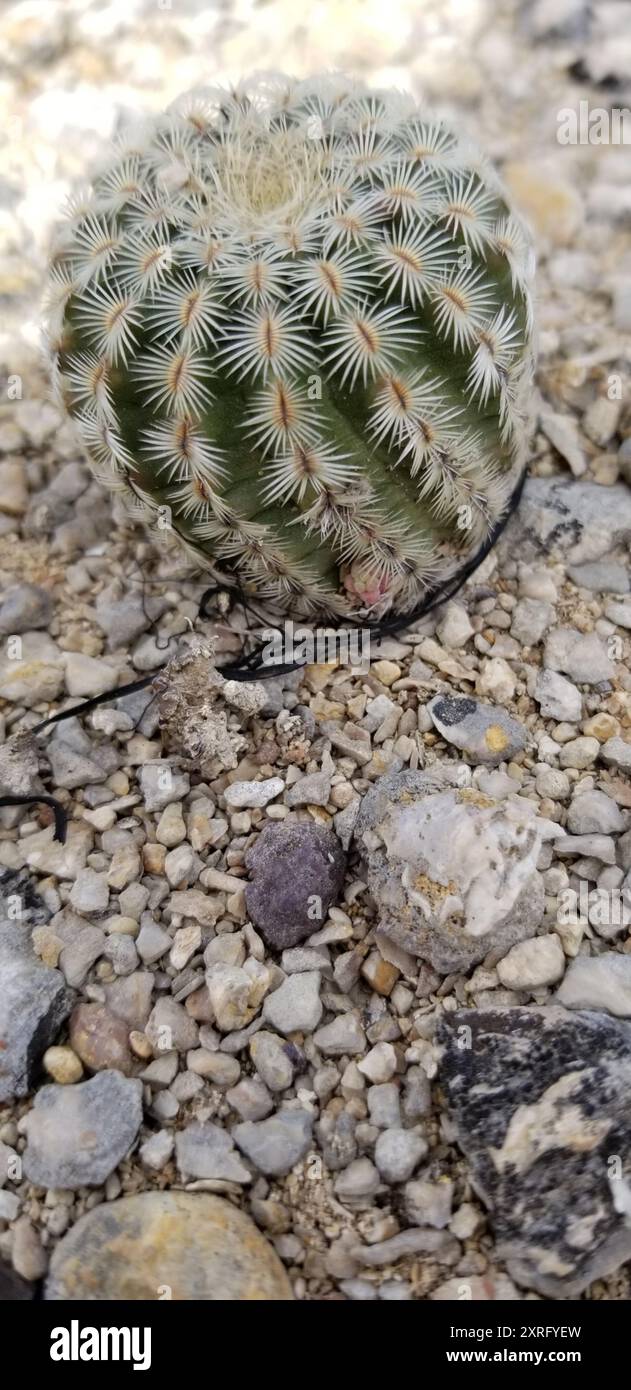 white lace cactus of Texas (Echinocereus reichenbachii caespitosus) Plantae  Stock Photo - Alamy