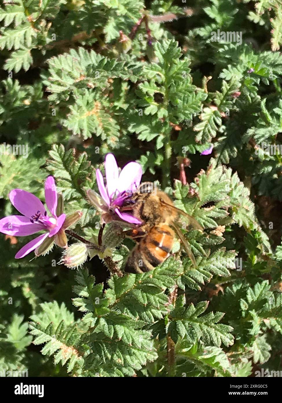 Western Honey Bee (Apis mellifera) Insecta Stock Photo - Alamy