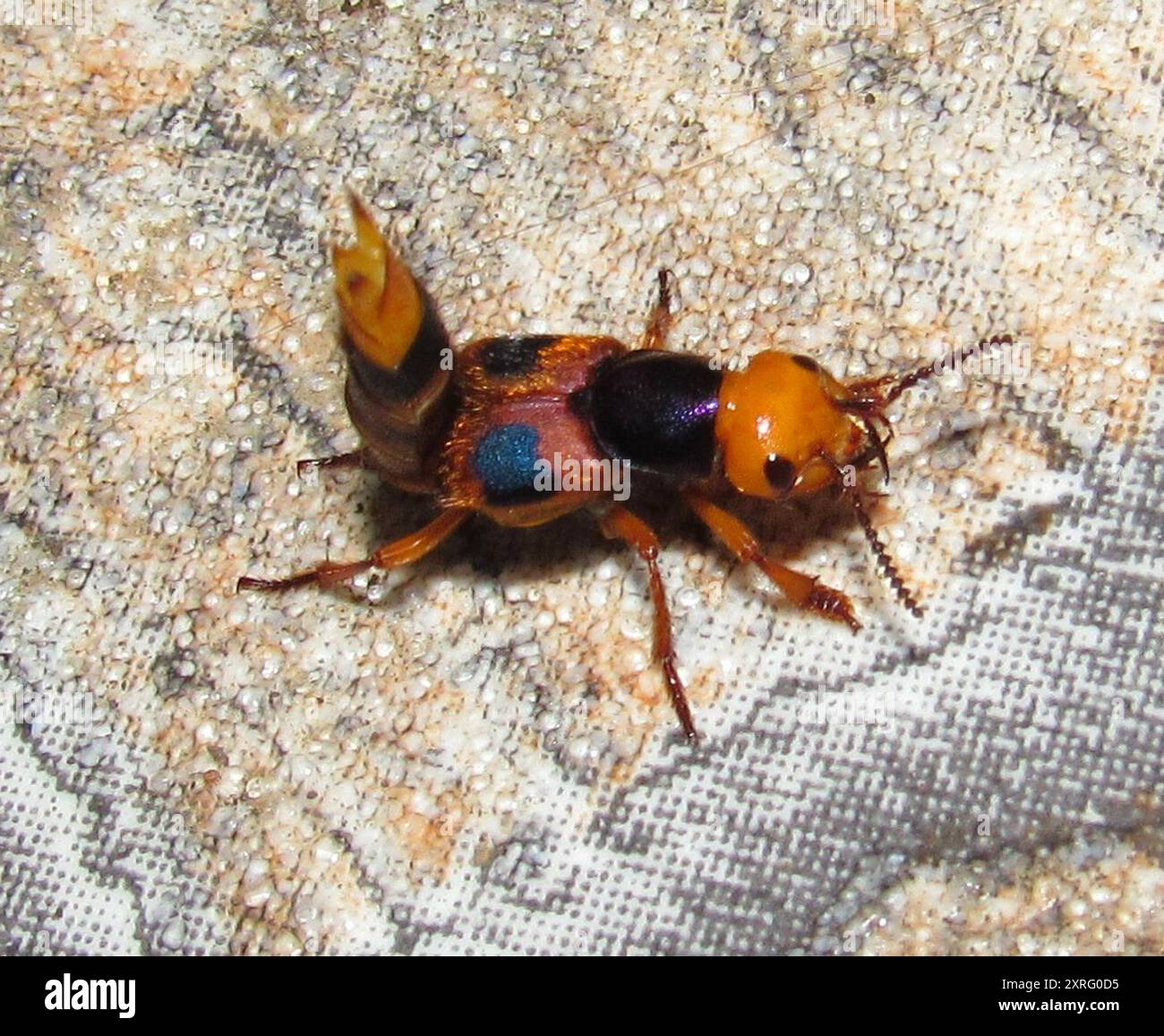Cyan Insects (Glenus cyanicollis) Insecta Stock Photo - Alamy