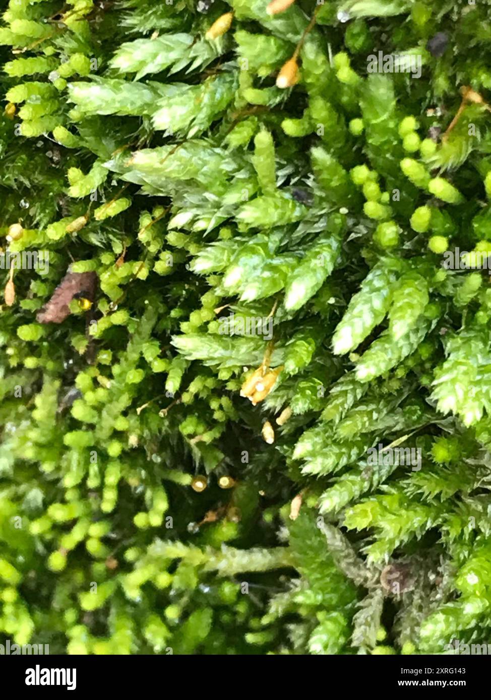 mosses (Bryophyta) Plantae Stock Photo - Alamy