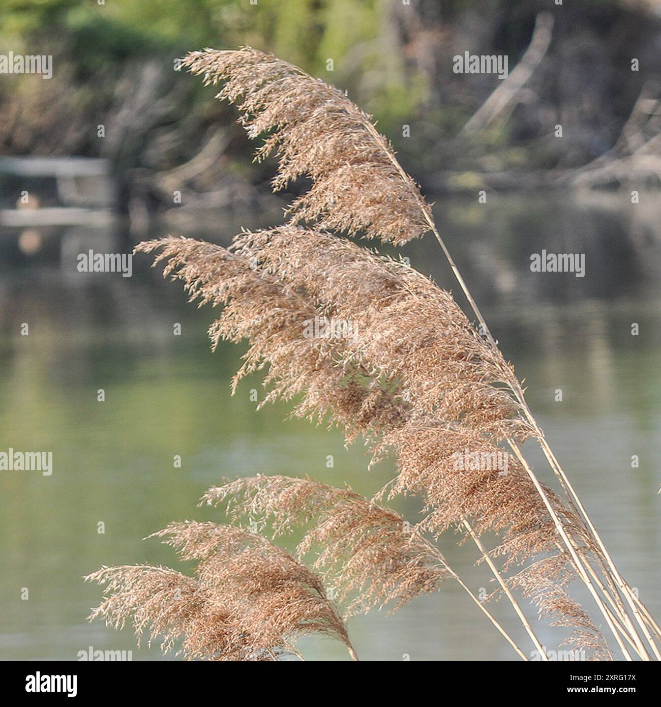 common reed (Phragmites australis) Plantae Stock Photo - Alamy