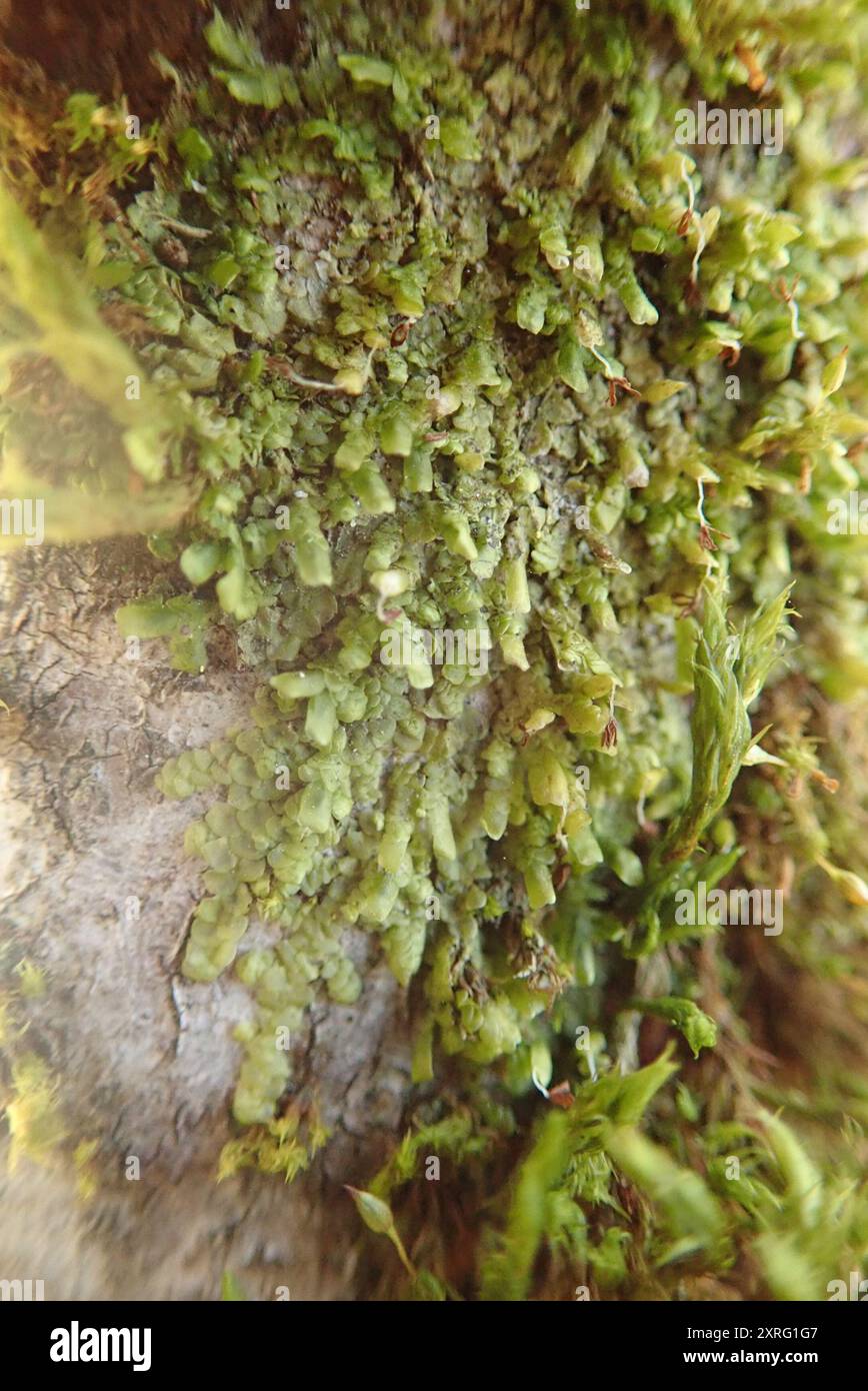 Flat-leaved Scalewort (Radula complanata) Plantae Stock Photo