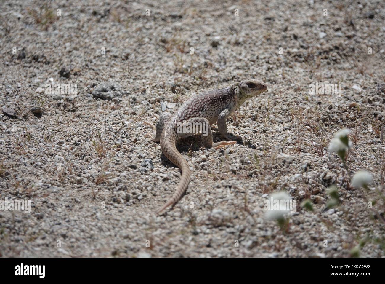 Desert Iguana (Dipsosaurus dorsalis) Reptilia Stock Photo - Alamy