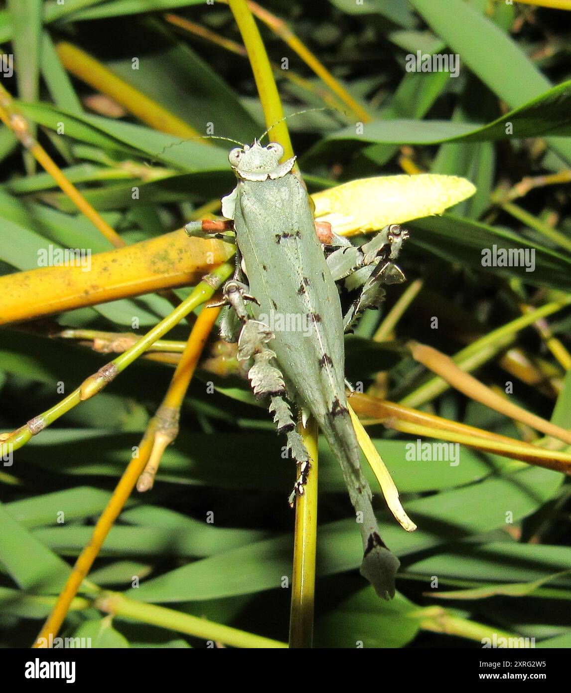 Litch Insect Lichenomorphus hi-res stock photography and images - Alamy