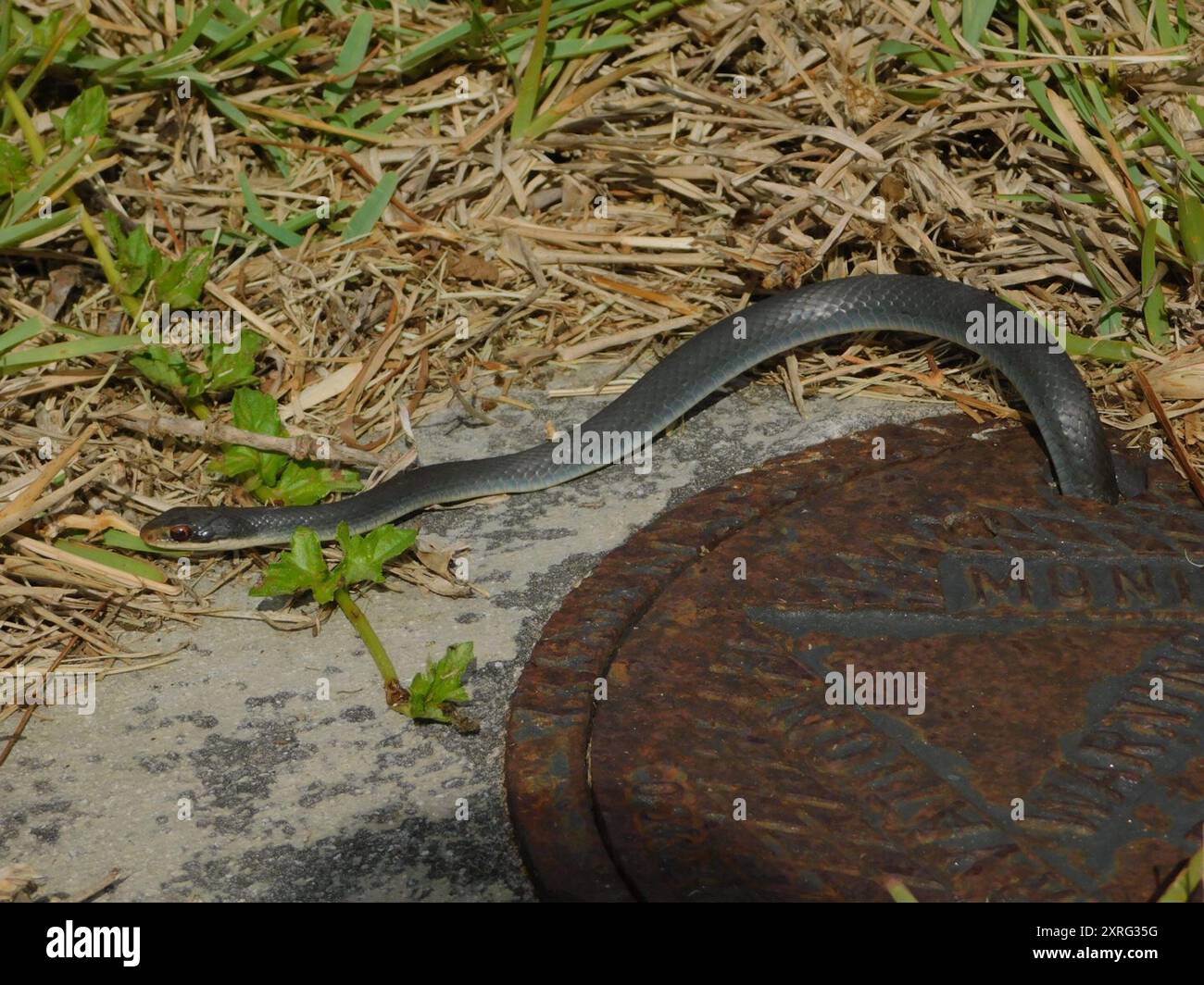 Everglades racer hi-res stock photography and images - Alamy