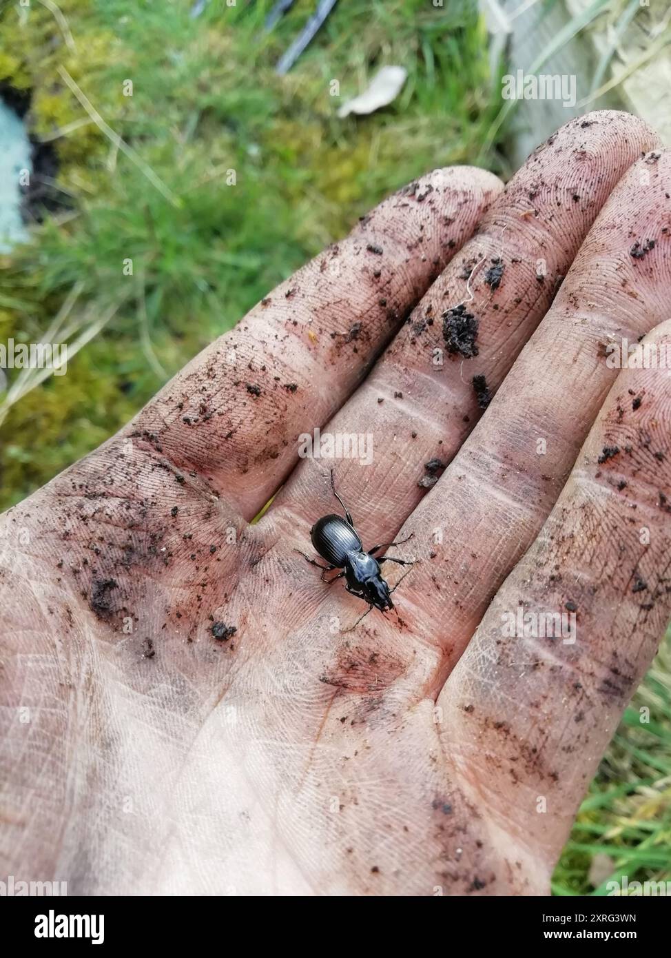 Clock Insect Black Clock (Pterostichus madidus) Insecta Stock Photo - Alamy