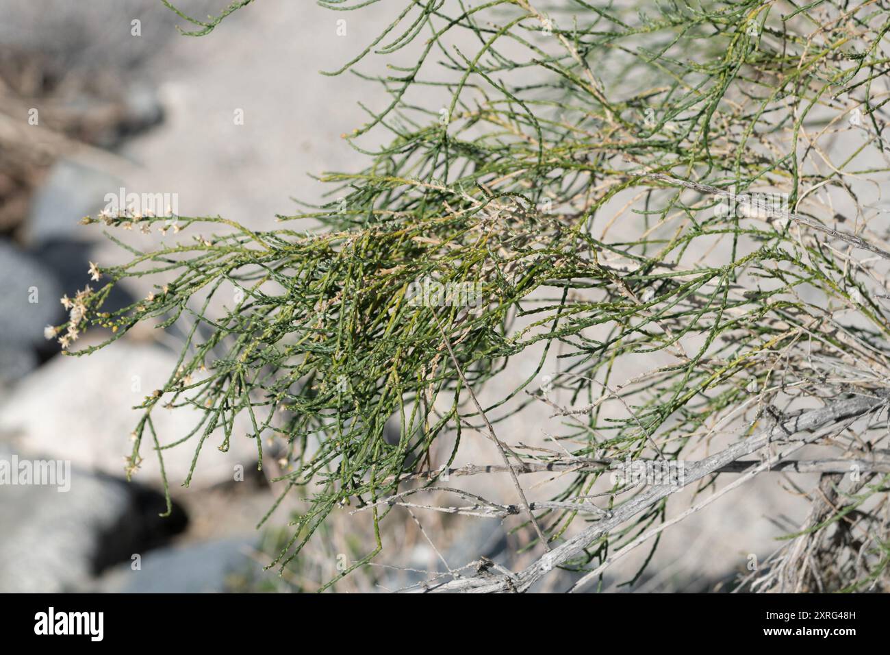 California Broomsage (Lepidospartum squamatum) Plantae Stock Photo - Alamy