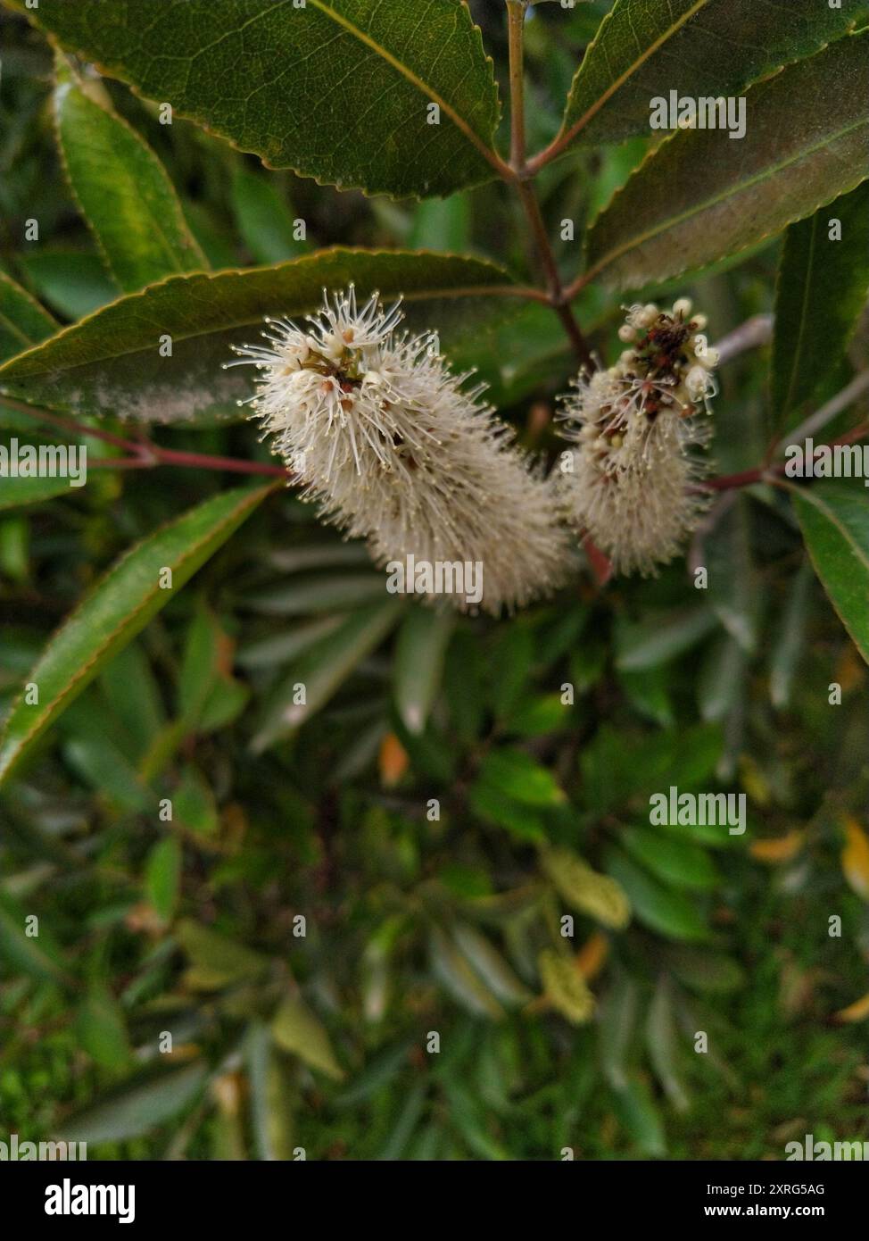 butterspoon tree (Cunonia capensis) Plantae Stock Photo