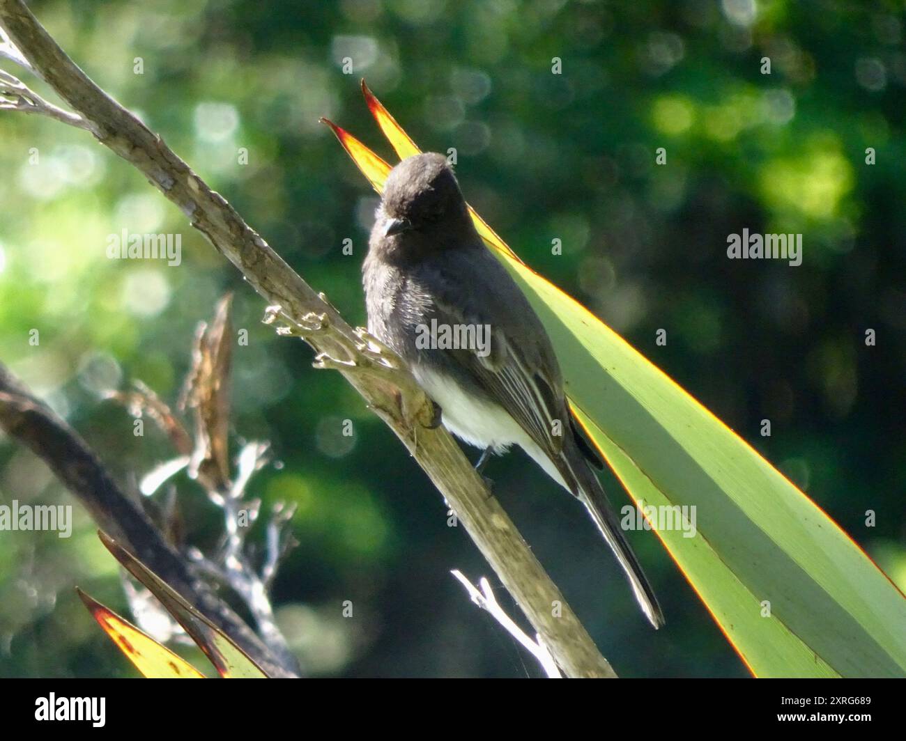 Black Phoebe (Sayornis nigricans) Aves Stock Photo Alamy