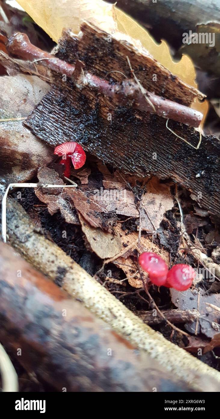Ruby Bonnot ruby bonnet (Cruentomycena viscidocruenta) Fungi Stock Photo - Alamy