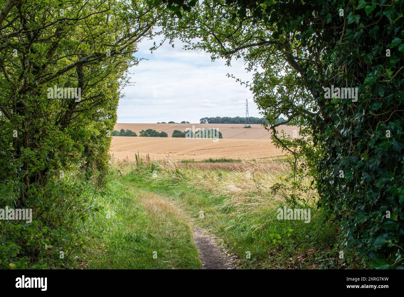 View of the Wayfarers Walk footpath, a long distance walking route, on the Hampshire Downs near Kingsclere, England, UK Stock Photo