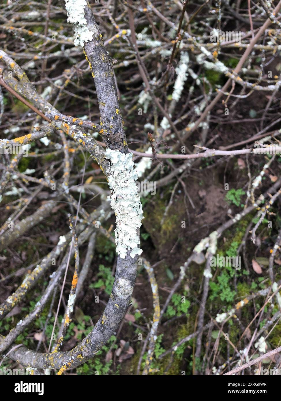 Hooded Rosette Lichen (Physcia adscendens) Fungi Stock Photo