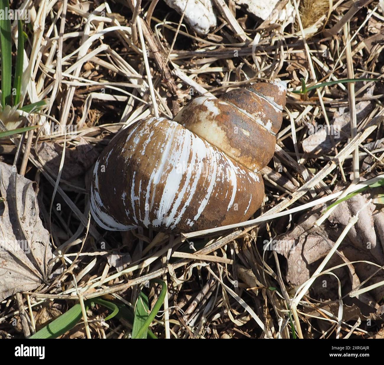 Cipangopaludina chinensis hi-res stock photography and images - Alamy