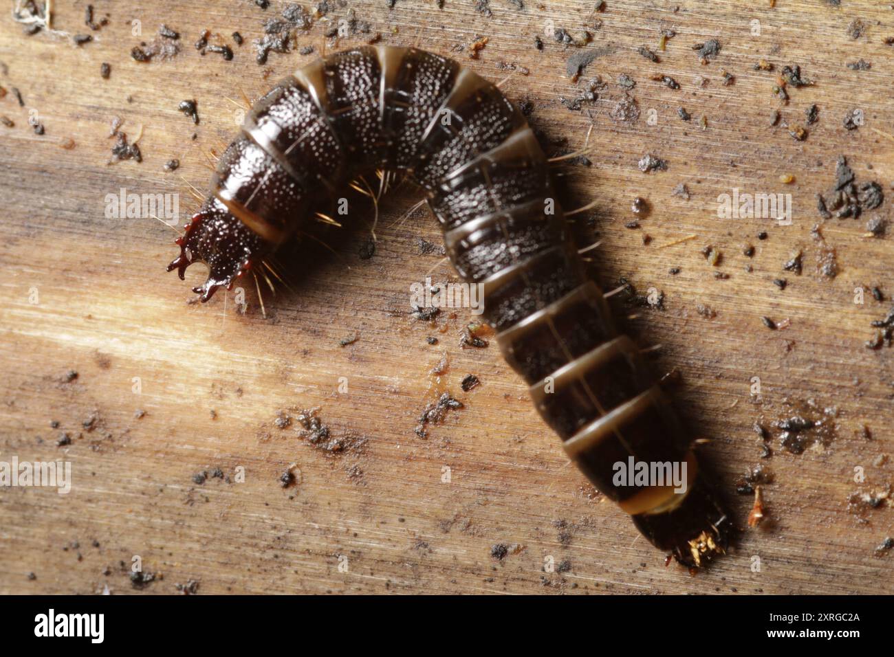 v-click-beetle-stenagostus-rhombeus-insecta-stock-photo-alamy