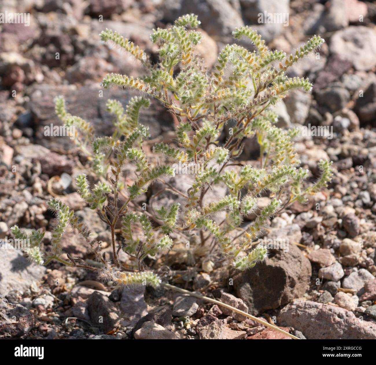 Guadalupe cryptantha (Cryptantha maritima) Plantae Stock Photo - Alamy