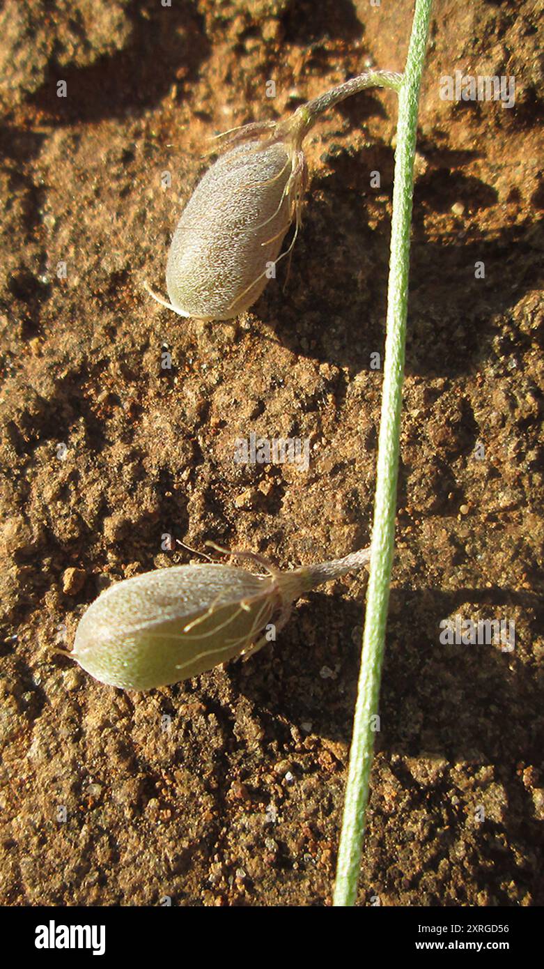 Giant Pod Rattle Tree Rattlepods (Crotalaria) Plantae Stock Photo - Alamy
