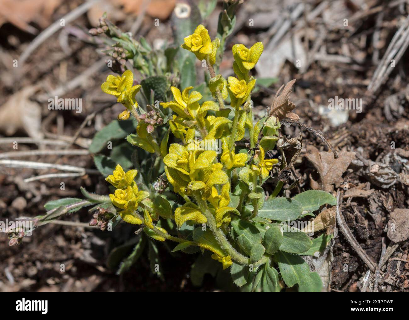 Fendler's rockcress (Boechera fendleri) Plantae Stock Photo - Alamy
